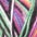 swatch-option-image